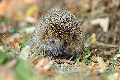 单车旅行游戏《寄梦远方》明年1＆31日发售